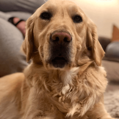 Ebrendészet és Gyepmersteri Telep Balatonfüred