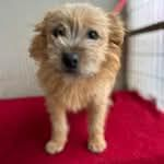 Ebrendészet és Gyepmersteri Telep Balatonfüred