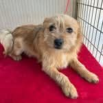 Ebrendészet és Gyepmersteri Telep Balatonfüred