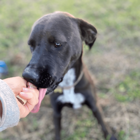 Ebrendészet és Gyepmersteri Telep Balatonfüred