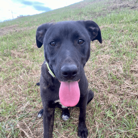 Ebrendészet és Gyepmersteri Telep Balatonfüred