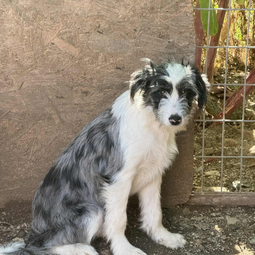 Ebrendészet és Gyepmersteri Telep Balatonfüred