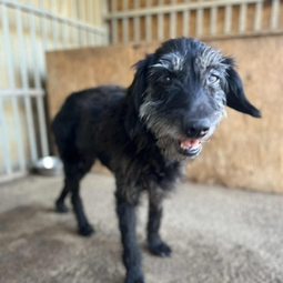 Ebrendészet és Gyepmersteri Telep Balatonfüred