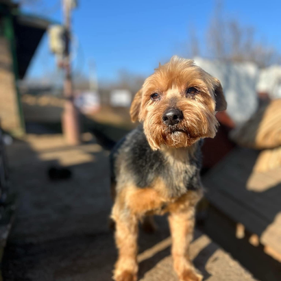 Ebrendészet és Gyepmersteri Telep Balatonfüred