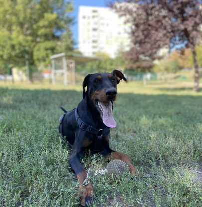 Ebrendészet és Gyepmersteri Telep Balatonfüred