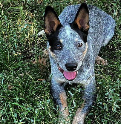 Ebrendészet és Gyepmersteri Telep Balatonfüred