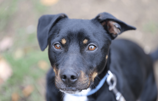 KUTYÁK ÖRÖKBEFOGADÁSA