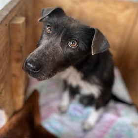 Ebrendészet és Gyepmersteri Telep Balatonfüred