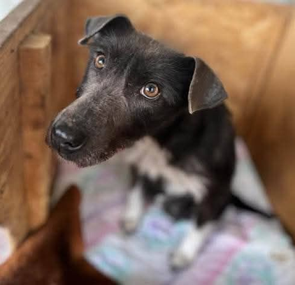 Ebrendészet és Gyepmersteri Telep Balatonfüred