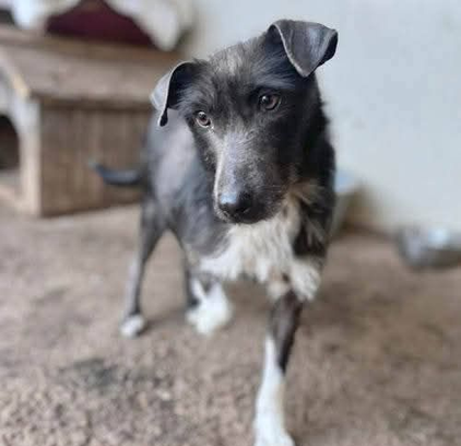 Ebrendészet és Gyepmersteri Telep Balatonfüred