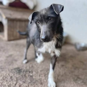 Ebrendészet és Gyepmersteri Telep Balatonfüred