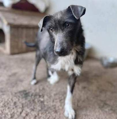 Ebrendészet és Gyepmersteri Telep Balatonfüred