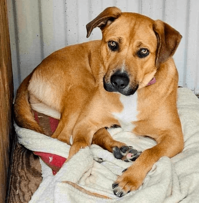 Ebrendészet és Gyepmersteri Telep Balatonfüred