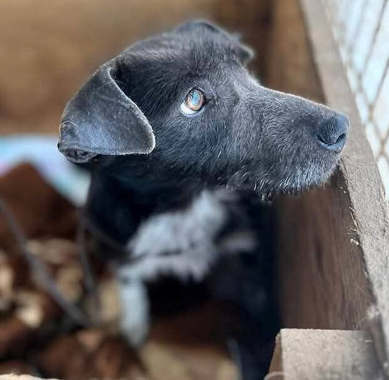 Ebrendészet és Gyepmersteri Telep Balatonfüred