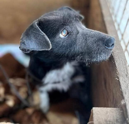 Ebrendészet és Gyepmersteri Telep Balatonfüred