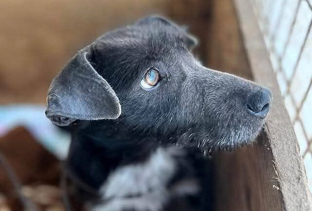 Ebrendészet és Gyepmersteri Telep Balatonfüred