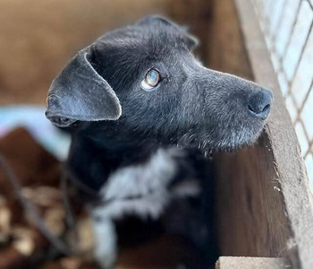 Ebrendészet és Gyepmersteri Telep Balatonfüred