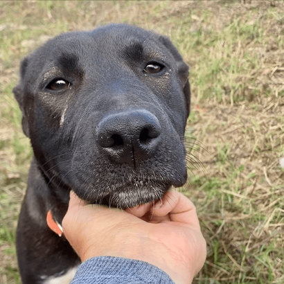Ebrendészet és Gyepmersteri Telep Balatonfüred