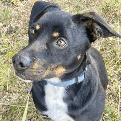 Ebrendészet és Gyepmersteri Telep Balatonfüred