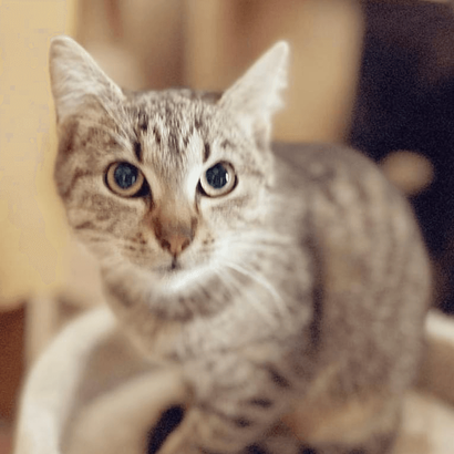 Ebrendészet és Gyepmersteri Telep Balatonfüred