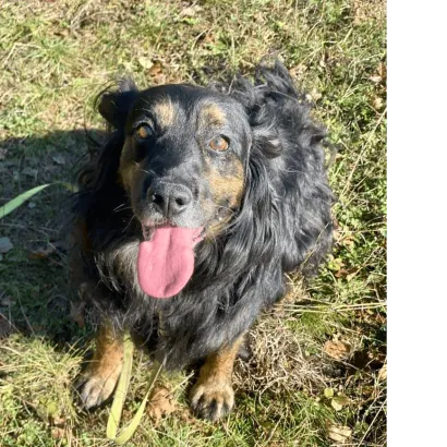 Ebrendészet és Gyepmersteri Telep Balatonfüred