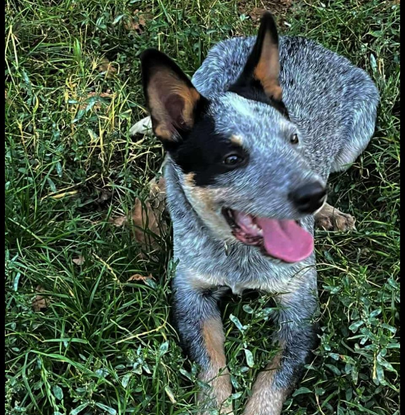 Ebrendészet és Gyepmersteri Telep Balatonfüred