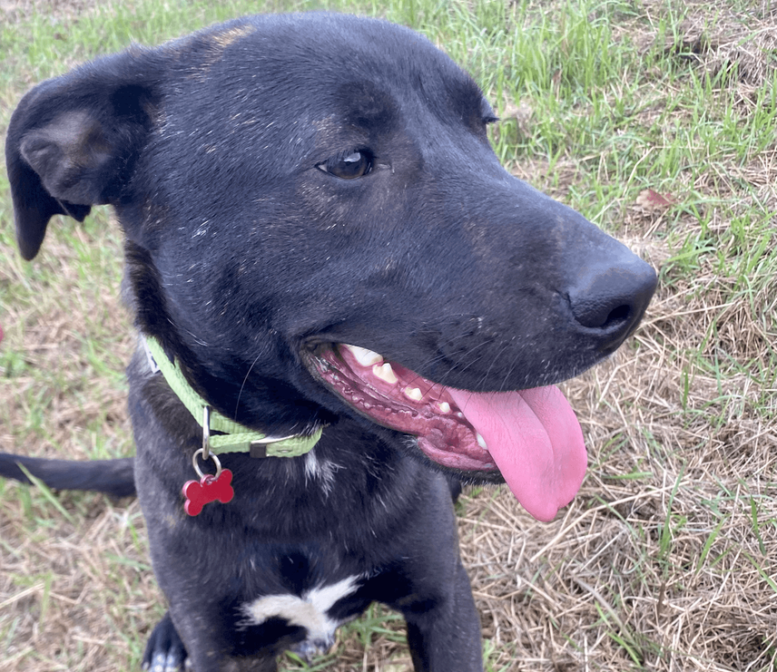 Ebrendészet és Gyepmersteri Telep Balatonfüred