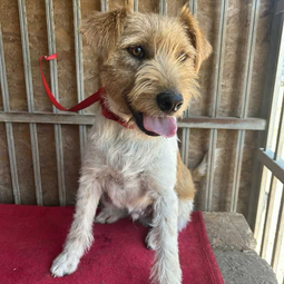 Ebrendészet és Gyepmersteri Telep Balatonfüred