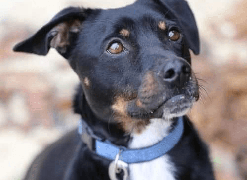 Ebrendészet és Gyepmersteri Telep Balatonfüred