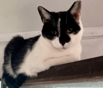 Ebrendészet és Gyepmersteri Telep Balatonfüred