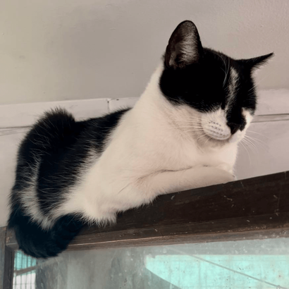 Ebrendészet és Gyepmersteri Telep Balatonfüred