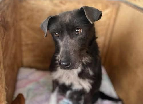 Ebrendészet és Gyepmersteri Telep Balatonfüred