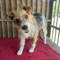 Ebrendészet és Gyepmersteri Telep Balatonfüred