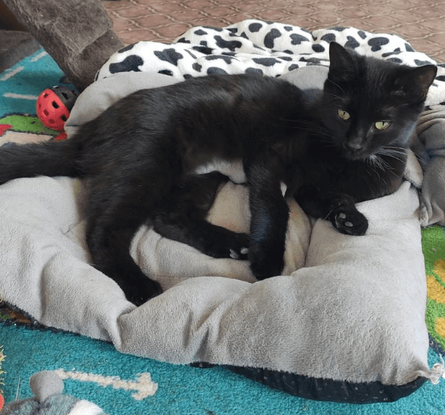 Ebrendészet és Gyepmersteri Telep Balatonfüred