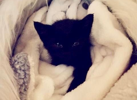 Ebrendészet és Gyepmersteri Telep Balatonfüred