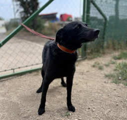 Ebrendészet és Gyepmersteri Telep Balatonfüred