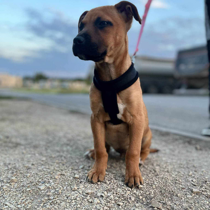 Ebrendészet és Gyepmersteri Telep Balatonfüred