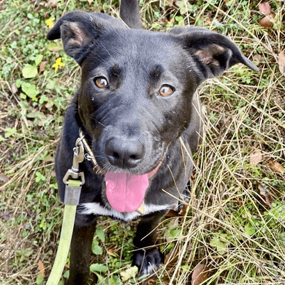 Ebrendészet és Gyepmersteri Telep Balatonfüred
