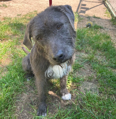 Ebrendészet és Gyepmersteri Telep Balatonfüred