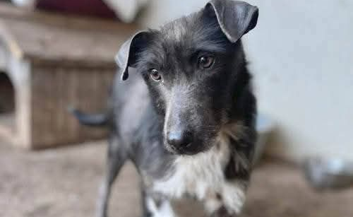 Ebrendészet és Gyepmersteri Telep Balatonfüred