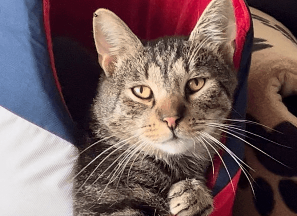 Ebrendészet és Gyepmersteri Telep Balatonfüred