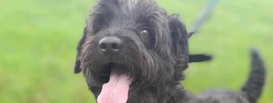 Ebrendészet és Gyepmersteri Telep Balatonfüred