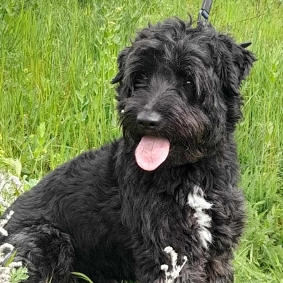 Ebrendészet és Gyepmersteri Telep Balatonfüred