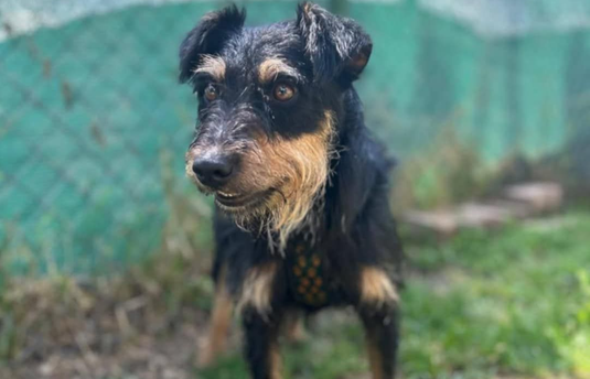 
KUTYÁK ÖRÖKBEFOGADÁSA