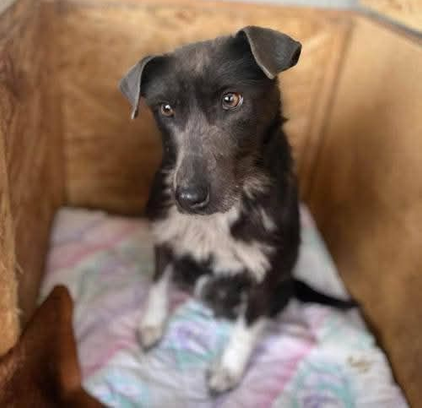 Ebrendészet és Gyepmersteri Telep Balatonfüred