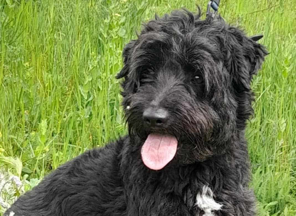 Ebrendészet és Gyepmersteri Telep Balatonfüred