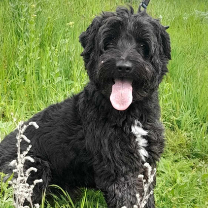 Ebrendészet és Gyepmersteri Telep Balatonfüred