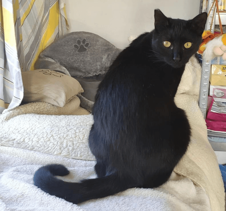 Ebrendészet és Gyepmersteri Telep Balatonfüred