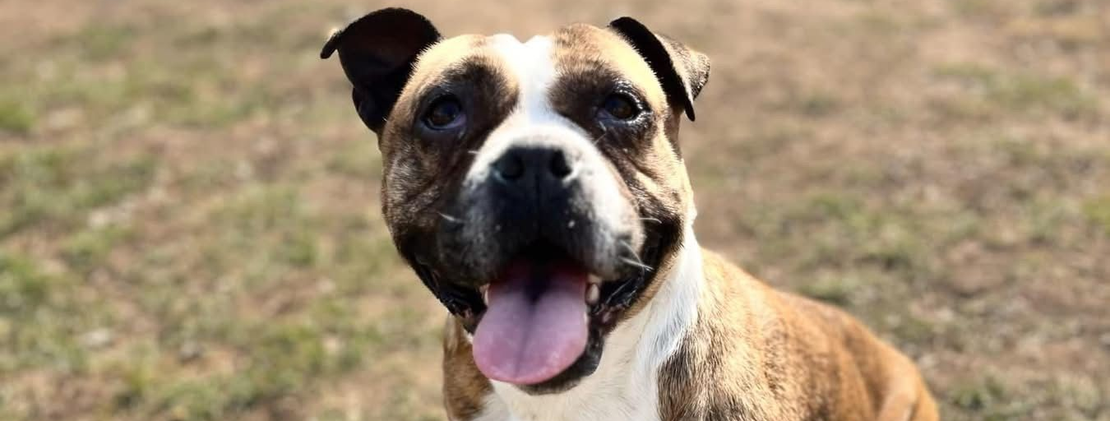 Ebrendészet és Gyepmersteri Telep Balatonfüred