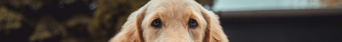 Ebrendészet és Gyepmersteri Telep Balatonfüred